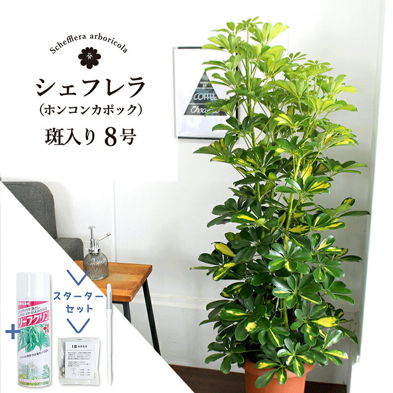 シェフレラ 観葉植物 【マラソンクーポンあり】【スターターセット付】【シェフレラ】ホンコンカポック　斑入り　8号【観葉植物/インテリア/おしゃれ/ナチュラル/鉢植え/贈り物/楽天/通販/ミドルサイズ/サスティー/SUSTEE/リーフクリン/IBのチカラ】【大型】