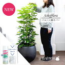 【スターターセット付】【シェフレラ】ホンコンカポック 斑入り 8号【バルーン鉢カバー/アンティークブラウン】【観葉植物/インテリア/おしゃれ/ナチュラル/鉢植え...