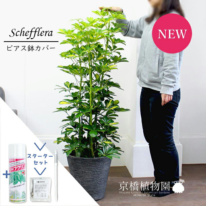 【SSクーポンあり】【SS特価品】【スターターセット付】【シェフレラ】ホンコンカポック　斑入り　8号【ビアス鉢カバー/ブラック】【観葉植物/インテリア/おしゃれ/ナチュラル/鉢植え/贈り物/楽天/通販/ミドルサイズ/サスティー/SUSTEE/リーフクリン/IBのチカラ】【大型】