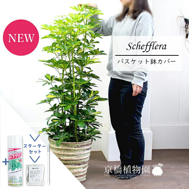 シェフレラ 観葉植物 【マラソンクーポンあり】【スターターセット付】【シェフレラ】ホンコンカポック　斑入り　8号【バスケット鉢カバー/ミックス】【観葉植物/インテリア/おしゃれ/ナチュラル/鉢植え/贈り物/楽天/通販/ミドルサイズ/サスティー/SUSTEE/リーフクリン/IBのチカラ】【大型】