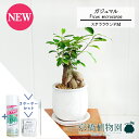 【マラソンクーポン有！】【スターターセット付】【ステララウンドM】ガジュマル【受け皿付き】5G【観葉植物/インテリア/おしゃれ/ナチュラル/鉢植え/贈り物/楽天/通販/スモールサイズ/ゴムの木/人気商品/サスティー/SUSTEE/リーフクリン/IBのチカラ】