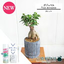 【15日はP5倍!】【スターターセット付】【カレント/ブラック】ガジュマル【受け皿付き】7G【観葉植物/インテリア/おしゃれ/ナチュラル/鉢植え/贈り物/楽天/通販/スモールサイズ/ゴムの木/人気商品/サスティー/SUSTEE/リーフクリン/IBのチカラ】【父の日 ギフト】