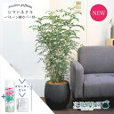 【15日はP5倍!】【スターターセット付】シマトネリコ 7号【バルーン鉢カバー/アンティークブラウン】【観葉植物/インテリア/おしゃれ/ナチュラル/鉢植え/贈り物/楽天/通販/ミドルサイズ/人気商品/サスティー/SUSTEE/リーフクリン/IBのチカラ】【大型】