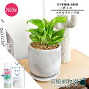 【20日はP5倍!】【スターターセット付】ポトス【マルモラウンドM/受け皿付き】pot【観葉植物/インテリア/おしゃれ/ナチュラル/鉢植え/贈り物/楽天/通販/スモールサイズ/人気商品/サスティー/SUSTEE/リーフクリン/IBのチカラ】【父の日 ギフト】