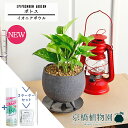 【SSクーポンあり】【SS特価品】【スターターセット付】【イオニアボウル/グレー】ポトス【受け皿付き】pot【観葉植物/インテリア/おしゃれ/ナチュラル/鉢植え/贈り物/楽天/通販/スモールサイズ/人気商品/サスティー/SUSTEE/リーフクリン/IBのチカラ】