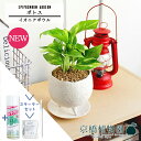 【SSクーポンあり】【SS特価品】【スターターセット付】【イオニアボウル/ホワイト】ポトス【受け皿付き】pot【観葉植物/インテリア/おしゃれ/ナチュラル/鉢植え/贈り物/楽天/通販/スモールサイズ/人気商品/サスティー/SUSTEE/リーフクリン/IBのチカラ】