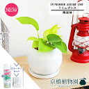 ポトス 【スターターセット付】【テート/陶器鉢】ライムポトス【受け皿付き】pot【観葉植物/インテリア/おしゃれ/ナチュラル/鉢植え/贈り物/楽天/通販/スモールサイズ/人気商品/サスティー/SUSTEE/リーフクリン/IBのチカラ】