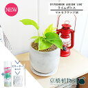 【SSクーポンあり】【スターターセット付】ライムポトス【マルモラウンドM/受け皿付き】pot【観葉植物/インテリア/おしゃれ/ナチュラル/鉢植え/贈り物/楽天/通販/スモールサイズ/人気商品/サスティー/SUSTEE/リーフクリン/IBのチカラ】