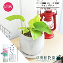 【SSクーポンあり】【SS特価品】【スターターセット付】ライムポトス【マルモラウンドS/受け皿付き】pot【観葉植物/インテリア/おしゃれ/ナチュラル/鉢植え/贈り物/楽天/通販/スモールサイズ/人気商品/サスティー/SUSTEE/リーフクリン/IBのチカラ】