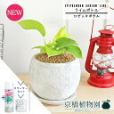 【マラソンクーポン有!】【スターターセット付】【ロゼッタボウル/ホワイト】ライムポトス【受け皿付き】pot【観葉植物/インテリア/おしゃれ/ナチュラル/鉢植え/...
