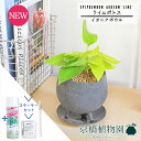 【スターターセット付】【イオニアボウル/グレー】ライムポトス【受け皿付き】pot【観葉植物/インテリア/おしゃれ/ナチュラル/鉢植え/贈り物/楽天/通販/スモールサイズ/人気商品/サスティー/SUSTEE/リーフクリン/IBのチカラ】【父の日 ギフト】