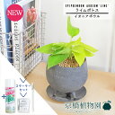 【スターターセット付】【イオニアボウル/グレー】ライムポトス【受け皿付き】pot【観葉植物/インテリア/おしゃれ/ナチュラル/鉢植え/贈り物/楽天/通販/スモールサイズ/人気商品/サスティー/SUSTEE/リーフクリン/IBのチカラ】