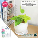 【スターターセット付】【イオニアボウル/ホワイト】ライムポトス【受け皿付き】pot【観葉植物/インテリア/おしゃれ/ナチュラル/鉢植え/贈り物/楽天/通販/スモールサイズ/人気商品/サスティー/SUSTEE/リーフクリン/IBのチカラ】【父の日 ギフト】
