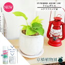 【スターターセット付】ライムポトス【ステララウンドM/受け皿付き】pot【観葉植物/インテリア/おしゃれ/ナチュラル/鉢植え/贈り物/楽天/通販/スモールサイズ/人気商品/サスティー/SUSTEE/リーフクリン/IBのチカラ】