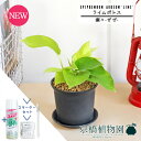 【スターターセット付】【瀬々-ぜぜ-/黒】ライムポトス【受け皿付き】pot【観葉植物/インテリア/おしゃれ/ナチュラル/鉢植え/贈り物/楽天/通販/スモールサイズ/人気商品/サスティー/SUSTEE/リーフクリン/IBのチカラ】【父の日 ギフト】