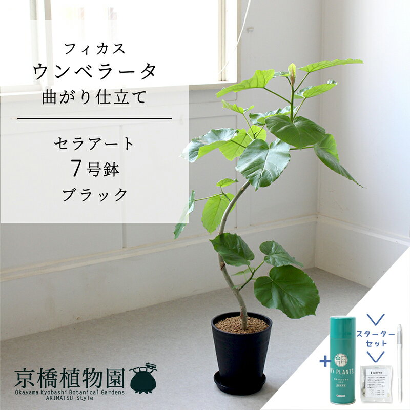 【スターターセット付】【セラアート鉢／ブラック 黒】フィカス　ウンベラータ　曲がり　7号【受け皿付き】【ミドルサイズ 観葉植物 植物 置物 モダン インテリア おしゃれ 人気 お祝い 鉢植え 育てやすい ギフト プレゼント サスティー/SUSTEE/リーフクリン/IBのチカラ】