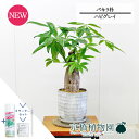 【25日はP5倍!】【マラソンクーポン有!】【スターターセット付】【ハピグレイ】パキラ 朴 5G【サスティー/SUSTEE/リーフクリン/IBのチカラ/観葉植物...