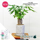 【15日はP5倍!】【マラソンクーポン有!】【スターターセット付】【ピエドロベージュ】パキラ 朴 5G【サスティー/SUSTEE/リーフクリン/IBのチカラ/観...