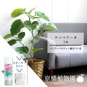 【スターターセット付】フィカス・ウンベラータ 7号【バンブーバスケット鉢カバー】【受け皿付き】【観葉植物/インテリア/おしゃれ/ナチュラル/鉢植え/贈り物/楽天/通販/ミドルサイズ/ゴムの木/サスティー/SUSTEE/リーフクリン/IBのチカラ】【大型】