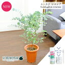 【スターターセット付】ユーカリ・シネレア/シルバードラー・ツリー(銀丸葉) 7号 茶鉢【観葉植物/インテリア/おしゃれ/ナチュラル/鉢植え/贈り物/楽天/通販/...