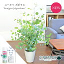 【スターターセット付】ユーカリ・ポプルネア/ポポラス 7号 白鉢【観葉植物/インテリア/おしゃれ/ナチュラル/鉢植え/贈り物/楽天/通販/ミドルサイズ/ホワイト...