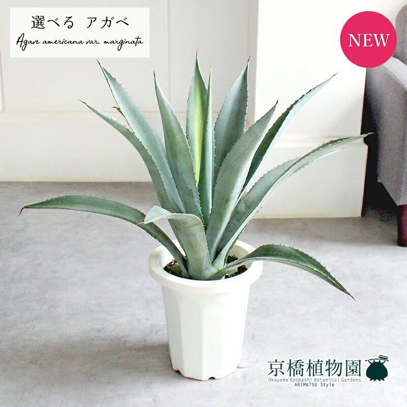 楽天市場】アオノリュウゼツラン(花・ガーデン・DIY)の通販 楽天市場】アオノリュウゼツラン(花・ガーデン・DIY)の通販