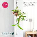 【現品】ネペンテス アラタ/ヒョウタンカズラ 5号 吊り下げ【選べる観葉植物】【観葉植物/インテリア/おしゃれ/ナチュラル/鉢植え/贈り物/楽天/通販/スモールサイズ/珍奇植物/人気商品】