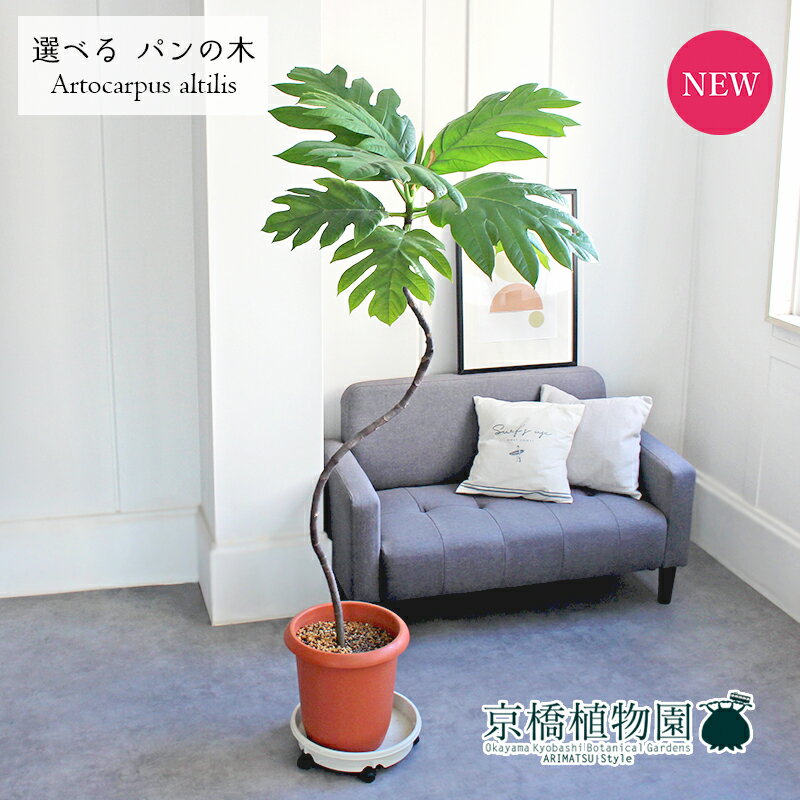 【現品】パンの木　曲がり　10号　茶鉢【選べる観葉植物】【観葉植物/インテリア/おしゃれ/ナチュラル/鉢植え/贈り物/楽天/通販/ラージサイズ/大型/ブラウン/珍奇植物/数量限定/人気商品】