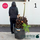 【マラソンクーポン有！】【現品】リュウビンタイ/羊歯（シダ）　口径約50cm鉢（1）【観葉植物/インテリア/おしゃれ/ナチュラル/鉢植え/贈り物/楽天/通販/特大サイズ/黒/ブラック/珍奇植物/数量限定】