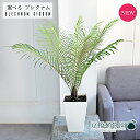 【現品】ブレクナム・ギバム/ギッバム 5号 白角鉢【選べる観葉植物】【観葉植物/インテリア/おしゃれ/ナチュラル/鉢植え/贈り物/楽天/通販/スモールサイズ/ホ...