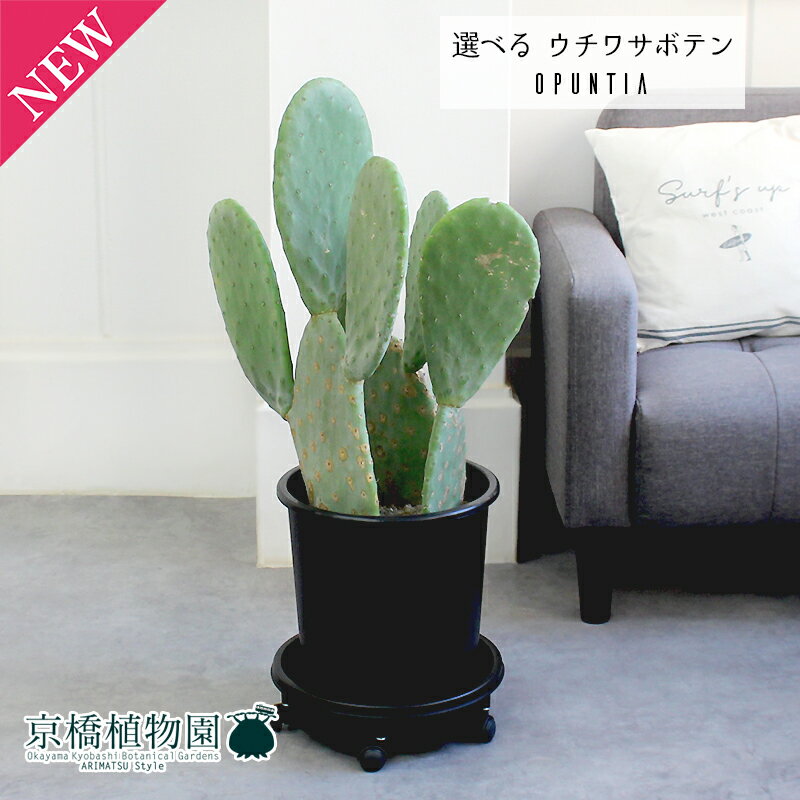 ガラパゴス団扇 オプンチア ガラパゲイア サボテン アズレア