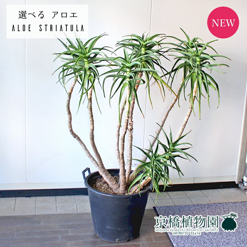楽天市場】アロカリア(花・ガーデン・DIY)の通販 楽天市場】アロカリア(花・ガーデン・DIY)の通販