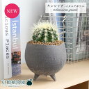 【イオニアボウルL/グレー】サボテン 金鯱(キンシャチ)【受け皿付き】【観葉植物 インテリア おしゃれ 人気 引越し祝い 開店祝い 新築祝い お祝い 楽天 通販...