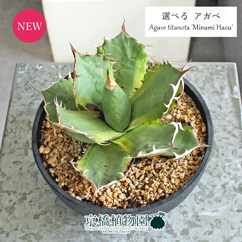 楽天市場】アガベ チタノタ(サイズ(植木鉢)4 ~ 6号)(観葉 楽天市場】アガベ チタノタ(サイズ(植木鉢)4 ~ 6号)(観葉