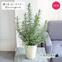 【現品】ローズマリー 4号 白鉢(1〜5)【選べる観葉植物】【観葉植物/インテリア/おしゃれ/ナチュラル/鉢植え/贈り物/楽天/通販/スモールサイズ/ホワイト/...