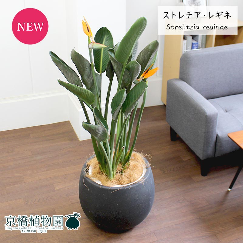 楽天市場】ストレリチア 10号の通販 楽天市場】ストレリチア 10号の通販