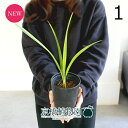 【現品】チャメロプス・フミリス・セリフェラ/シルバーリーフ 3.5号 黒鉢(1)【観葉植物/インテリア/おしゃれ/ナチュラル/鉢植え/贈り物/楽天/通販/スモー...
