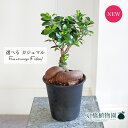 【30日はP5倍!】【現品】ガジュマル 5号 黒鉢(5〜7)【選べる観葉植物】【観葉植物/インテリア/おしゃれ/ナチュラル/鉢植え/贈り物/楽天/通販/スモール...