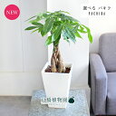 【現品】パキラ 5号 白スクエア鉢(5〜8)【選べる観葉植物】【観葉植物/インテリア/おしゃれ/ナチュラル/鉢植え/贈り物/楽天/通販/スモールサイズ/ホワイト...