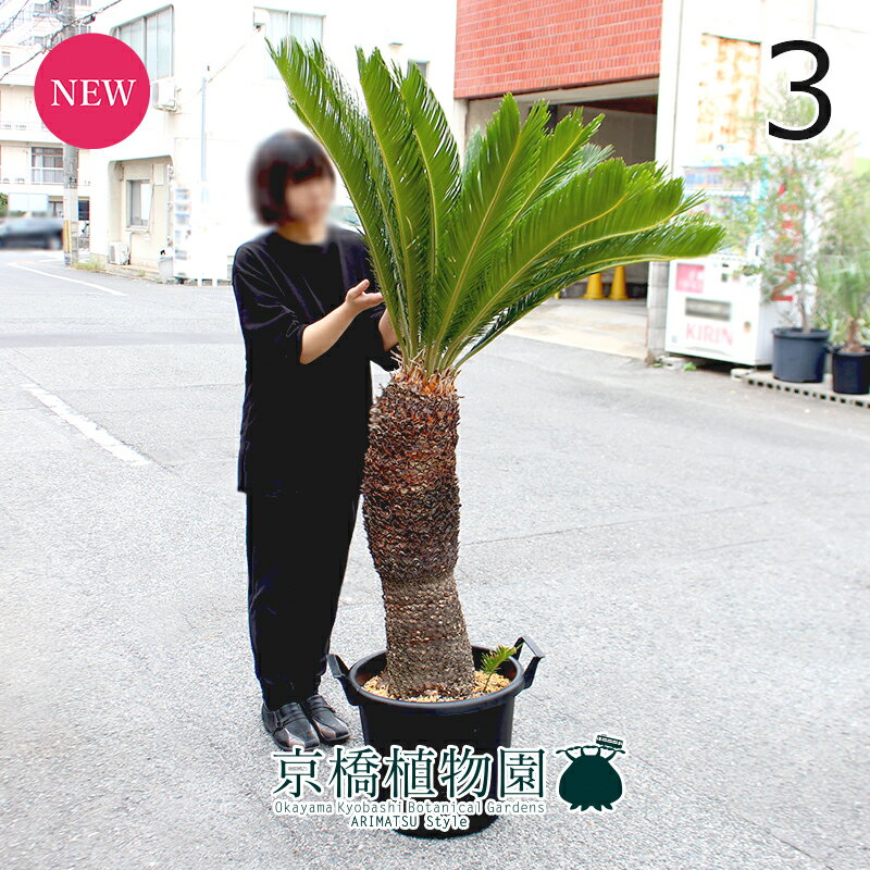 【現品】蘇鉄（ソテツ）　13号　黒鉢（3）【観葉植物/インテリア/おしゃれ/ナチュラル/鉢植え/贈り物/楽天/通販/特大サイズ/大型/ブラック/育てやすい/珍奇植物/数量限定/人気商品】