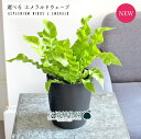 【現品】エメラルドウェーブ/クリスピーウェーブ 4号 黒鉢(1〜4)【選べる観葉植物】【観葉植物/インテリア/おしゃれ/ナチュラル/鉢植え/贈り物/楽天/通販/...