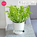 【現品】エメラルドウェーブ/クリスピーウェーブ 4号 白鉢【選べる観葉植物】【観葉植物/インテリア/おしゃれ/ナチュラル/鉢植え/贈り物/楽天/通販/スモールサ...