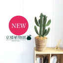【SSクーポンあり】【SS特価品】墨烏帽子スミエボシ)/バンザイウチワサボテン 6号【バスケット鉢カバー/ブラウン】