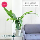 【20日はP5倍!】【現品】月下美人 5号【選べる観葉植物】【観葉植物/インテリア/おしゃれ/ナチュラル/鉢植え/贈り物/楽天/通販/スモールサイズ/白/ホワイト/茶/ブラウン/育てやすい/人気商品】
