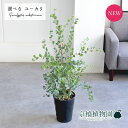 【15日はP5倍!】【マラソンクーポン有!】【現品】ユーカリ・ハートリーフ/ウェブステリアナ 7号 黒鉢【選べる観葉植物】【観葉植物/インテリア/おしゃれ/ナチ...