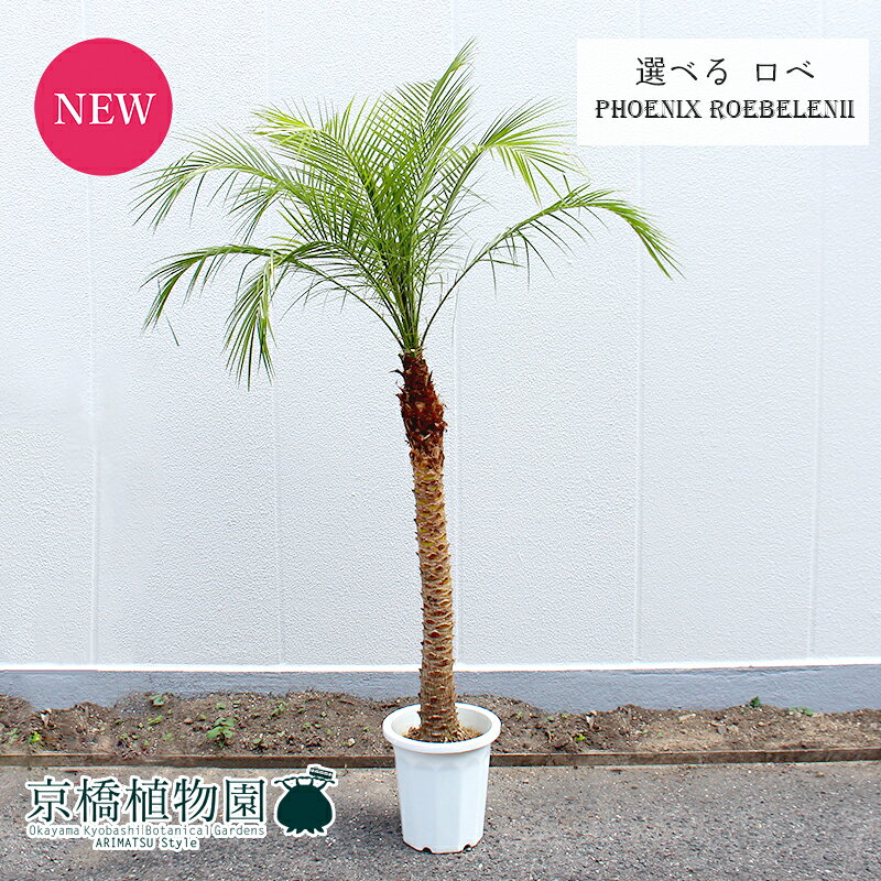 【マラソンクーポンあり】【現品】ロべ/フェニックス・ロベレニー　10号　1本立（5〜7）【選べる観葉植物】【観葉植物/インテリア/おしゃれ/ナチュラル/鉢植え/贈り物/楽天/通販/ラージサイズ/白/ホワイト/尺鉢/大型/人気商品/再入荷】