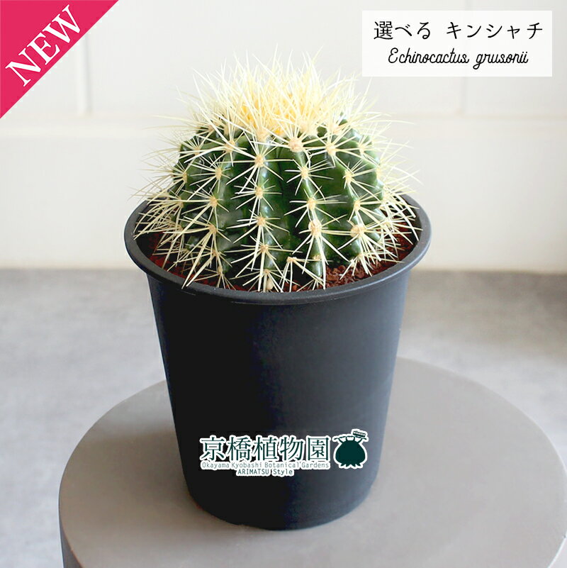 【30日はP5倍！】【現品】サボテン　金鯱（キンシャチ）　5号　黒鉢【選べる観葉植物】【観葉植物/インテリア/おしゃれ/ナチュラル/鉢植え/贈り物/楽天/通販/スモールサイズ/ブラック/乾燥に強い/人気商品/再入荷】