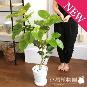 【1日はP7倍!】ハートリーフ・ウンベラータ7号【白セラアート鉢/受け皿付き】【ミドルサイズ/インテリア/お祝い/開店祝い/引越祝い/新築祝い/ギフト/プレゼント/育てやすい/観葉植物/楽天/通販/大型】