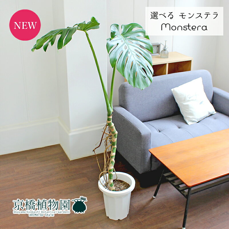 モンステラ 【現品】モンステラ　幹立ち　8号　白鉢【選べる観葉植物】【観葉植物/インテリア/おしゃれ/ナチュラル/鉢植え/贈り物/楽天/通販/ミドルサイズ/ホワイト/育てやすい/初心者/人気商品/珍奇植物】