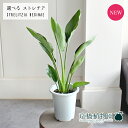 【現品】ストレチア/ストレリチア・レギネ 5号(5〜8)【選べる観葉植物】【観葉植物/インテリア/おしゃれ/ナチュラル/鉢植え/贈り物/楽天/通販/スモールサイ...